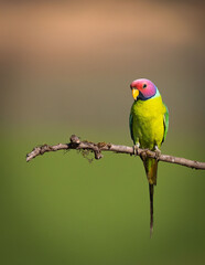 Parrot plum headed parakeet on the beautiful perch (male bird)