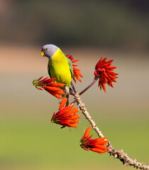 Parrot plum headed parakeet on the beautiful perch