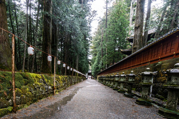 Road in the Forest