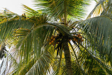 Bunch of orange coconuts on the coconut palm
