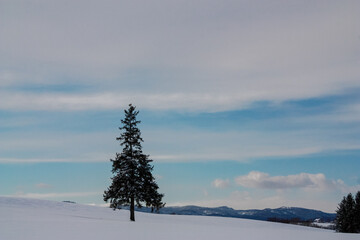 雪の丘に立つ冬木立
