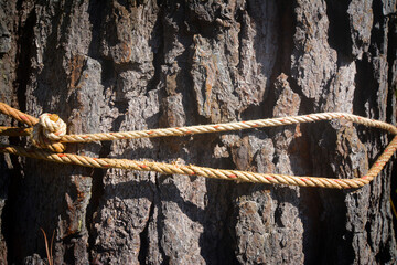 The bark surface is tied with a rope.