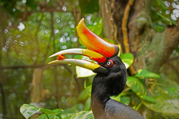 close up hornbill at park