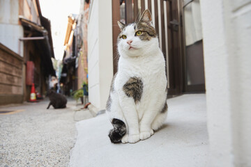 路地