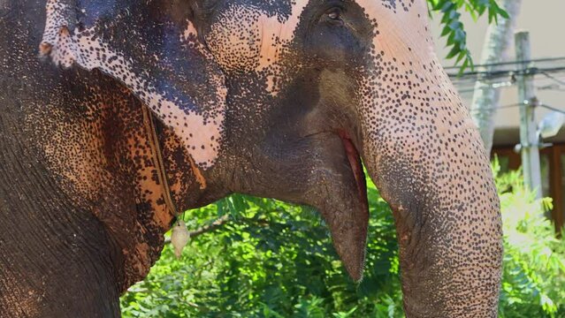 Real Sri Lankan Elephant in the field Traditional Perahara season in Kandy Sri Lanka 
