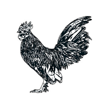 Black and white sketch of a chicken with a transparent background