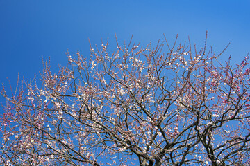 梅の花