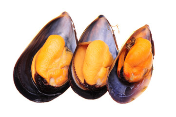  Cooked mussels on white background.