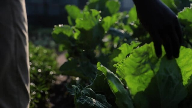 Close-up of Kale in Africa