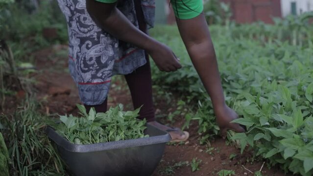 African Hands Harvesting Vegetables 