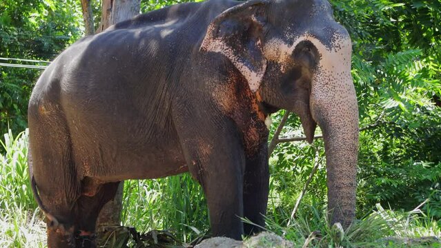 Real Sri Lankan Elephant in the field Traditional Perahara season in Kandy Sri Lanka 
