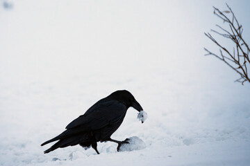 A raven poses with the head of a willow ptarmigan in a snowy Alaska landscape.
