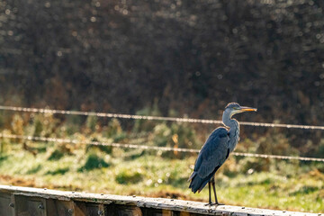 The gray heron stands on a beam in the grass. The long-legged predatory wader is looking for food.