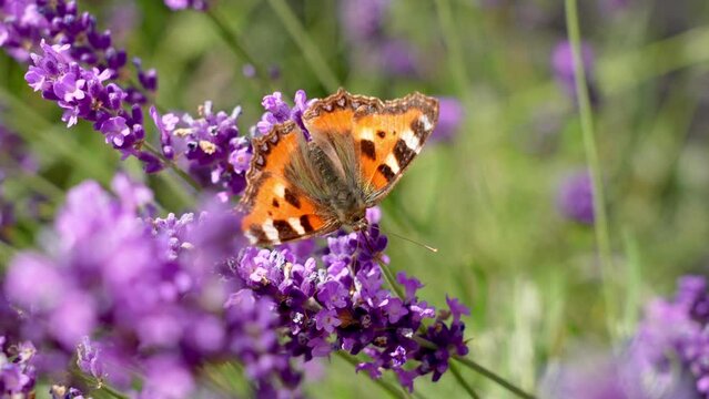 Tortoiseshell Butterfly On Lavender Flowers