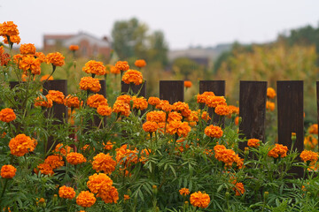 Chernobrivtsy - a symbol of the beauty of Ukraine. Summer marigolds bloom in the garden near the greenhouse