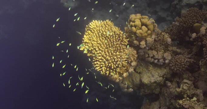 Acropora coral in the Reef, known as table coral, elkhorn coral, and staghorn coral.Scientific name Acropora ,Higher classification: Acroporidae, Kingdom: Animalia,Order: Scleractinia,Phylum: Cnidaria