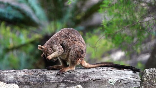 A Mareeba rock wallaby grooming itself. The Mareeba rock wallaby is a rare species of wallaby found in a small area throughout North Queensland, Australia.