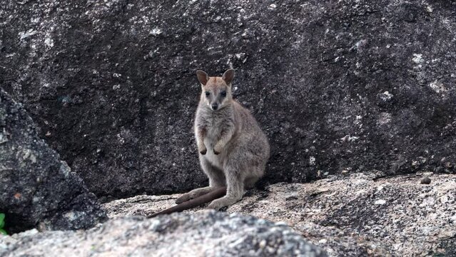 A baby Mareeba rock wallaby hopping away. The Mareeba rock wallaby is a rare species of wallaby found in a small area throughout North Queensland, Australia.