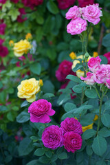 Fototapeta premium Beautiful pink climbing roses in summer garden with white background. Soft focus.