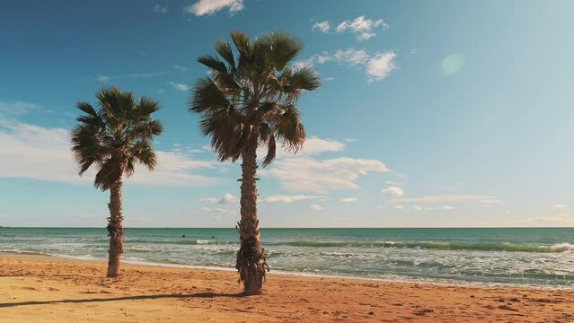 Sunny beach with palm trees.Beautiful tropical coastline with coconut palm trees
