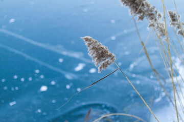 Nature landscape wtih reed bed