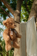 teddy bear in the window