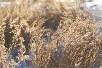 Fototapeta premium Dry frozen plants covered with snow and hoarfrost on winter sunny day