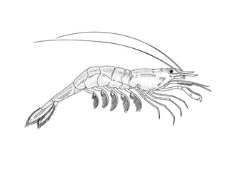 A shrimp drawn with graphic lines on a light background. Illustration for menu and packaging. Vector illustration.