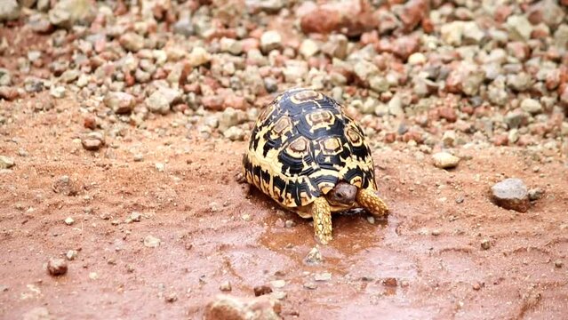 Close up of little leopard tortoise walking slowly in a muddy terrain