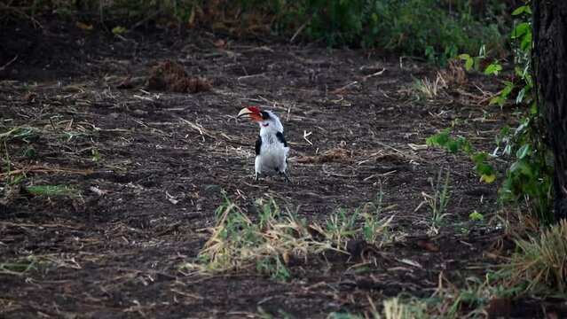 Close up of the moment when iconic African red-billed hornbill in the ground starts to fly