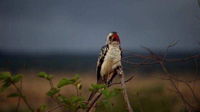 Zoomed close up of African red-billed hornbill perched on tree branch in cloudy day. Iconic African bird