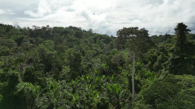 Drone aerial flyby through the tropical jungles of Papua New Guinea.