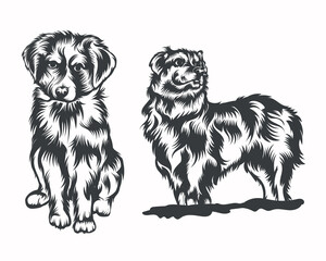 Australian Shepherd Dog Breed face Vector Illustration on White Background for portrait, t-shirt, tattoo