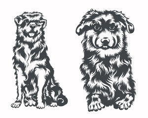 Australian Shepherd Dog Breed face Vector Illustration on White Background for portrait, t-shirt, tattoo