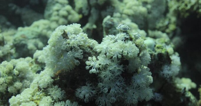 Goniopora, often called flowerpot coral, is a genus of colonial stony coral found in the Red Sea 
are an enigmatic coral that has captured the fancy of many a reef hobbyist