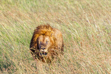 Tired old male lion walking in high grass