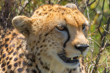 Close up of a wild cheetah
