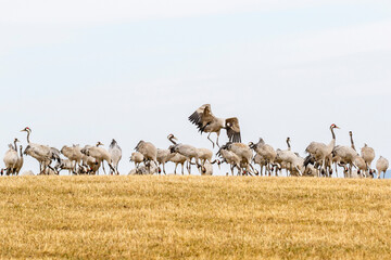 Dancing Cranes on a stubble field