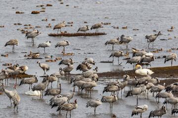 Cranes and Swans at the waters edge of a lake