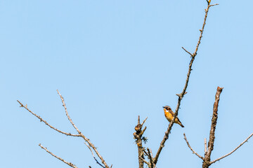 Singing Whinchat bird on a branch in a tree against a blue sky