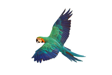 Colorful flying parrot isolated on transparent background png file