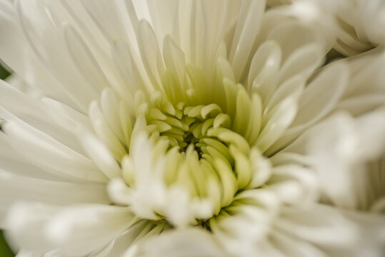 Close-up of chrysanthemum - Powered by Adobe