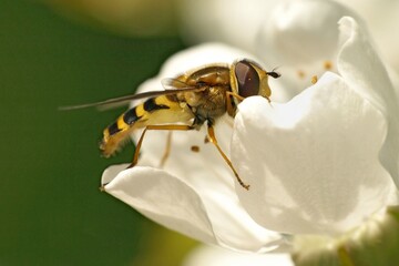 Honey Bee on cherry blossom in garden.  - 562931222
