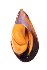 mussels isolated on white background