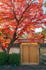 Autumn maple tree, Arashiyama old village street in Kyoto, Japan