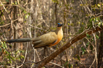 Giant coua (Coua gigas) is a bird species from the coua genus in the cuckoo family that is endemic to the dry forests of western and southern Madagascar, Kirindy Forest, Madagascar wildlife animal