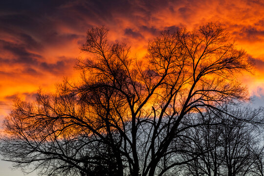 A tree silhouetted against colorful sunset clouds in Boulder, Colorado.