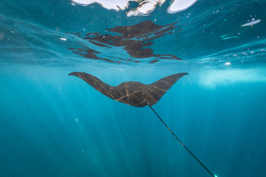 Manta ray swimming underwater, Nusa Penida, Bali, Indonesia