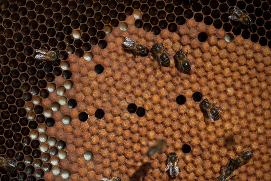Nurse bees take care of bee broods in a beehive of the apiary of Puremiel beekeepers in Arcos de la Frontera, Cadiz province, Andalusia, Spain