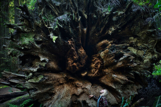 Man near fallen redwood tree, Redwoods, California, USA